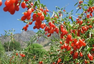 Goji Berry tree