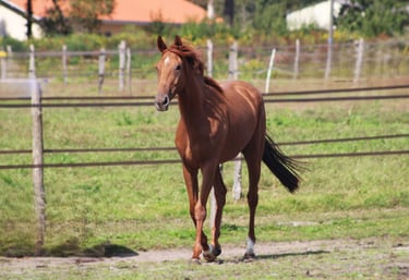 LUCKY JET AQPS à vendre