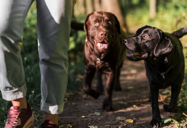 dog walking in Lynnwood washington seattle areas