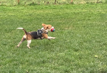 a dog having fun at Birstwith Barkyard harrogate, a doggy daycare for dogs in harrogate