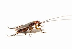 Roach Control Five Forks SC