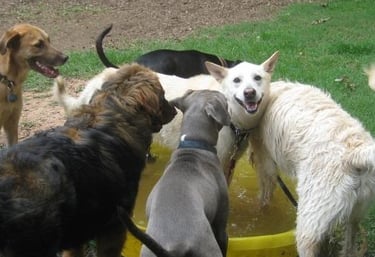 Dogs playing outside at dog day care