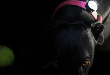 The original Glow Light, LED dog collar light, being worn by Indi the greyhound.