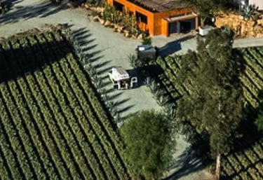 mezcal cultivation