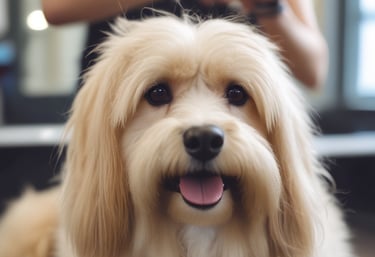 A happy pet owner cuddling their freshly groomed dog in a serene setting.