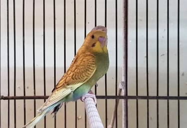 cotorrita australiana