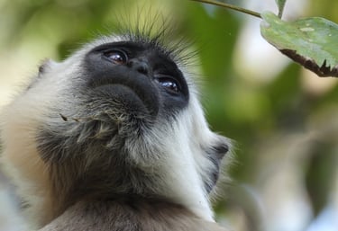 langur monkey