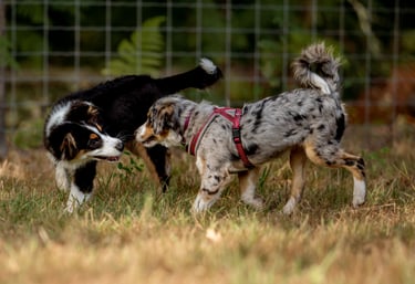 séance d’ecole du chiot en petit groupe chez activ canin à bordeaux