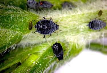 Zwalczanie mszyc, ślimaków, larw Śląsk - Skuteczne metody ochrony roślin domowych i uprawnych