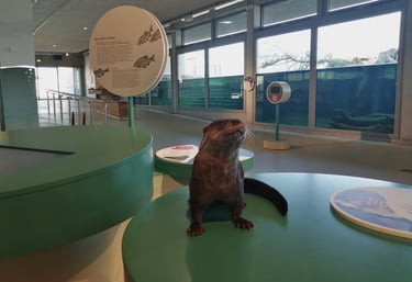 Otter Präparat zum anfassen.