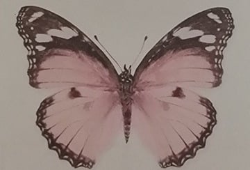 l'accompagnement cocooning de l'éclosion du papillon à rumilly