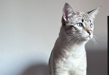 Gatto Savannah maschio