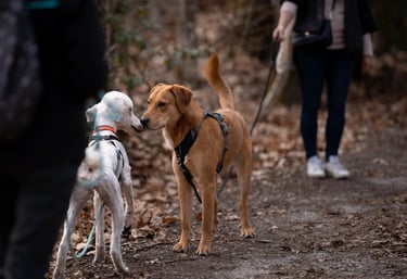 séance d’ecole du chiot en petit groupe chez activ canin à mérignac