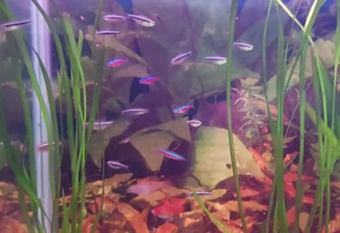 neon cardinal y negro