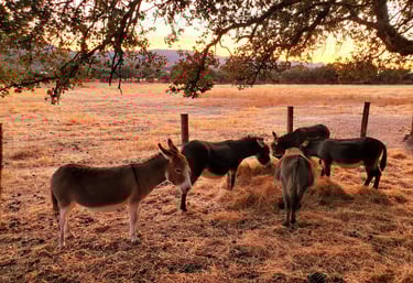 Ânes miniatures regroupés qui mangent du foin