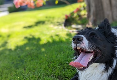 This is Blue taking a break in the shade after working on some commands and playing fetch