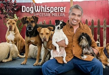césar, l'homme qui parlait aux chiens