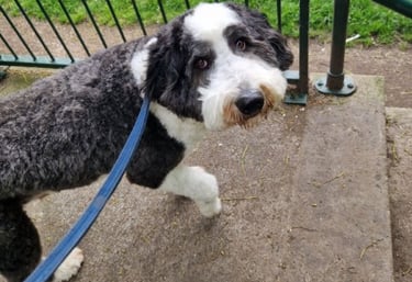 dog walker