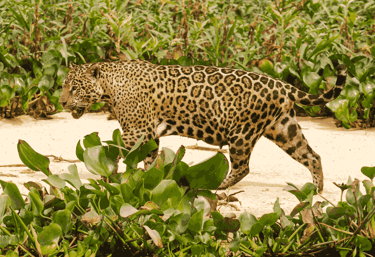 Pregnant Jaguar looking for prey