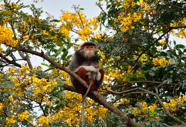 Red-shanked Douc Langur sitting in a tree with her baby on Son Tra Mountain, Da Nang.