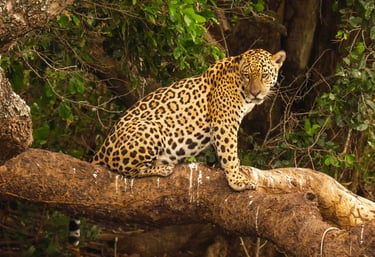 Jaguar Siting on the tree
