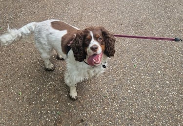 Doncaster dog walker
