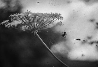 An emotive black and white image of a the web of nature, invisibly wrapped around blooming flowers