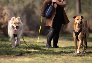 éducation canine bienveillante pour chien à bordeaux