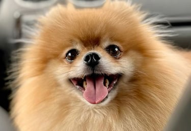 pomerania argentina buenos aires venta