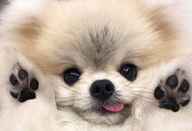 Pomerania argentina criadero venta