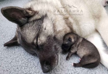 Norwegian Elkhound puppy with its mother