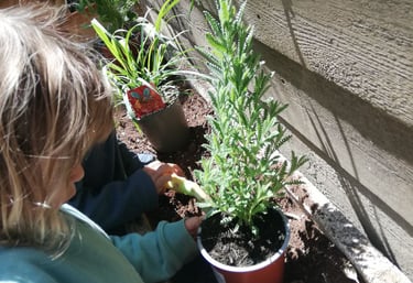 Infants plantant una planta aromàtica a l’hort