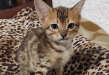 Gatto Savannah cucciolo