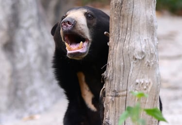 Lippu bear in Churia valley