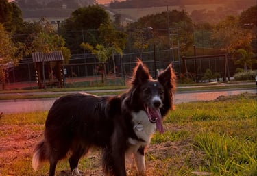 Border Collie no campo olhando fixamente para seu dono