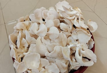 HarvestedOysterMushrooms