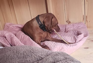 a dog laying on a bed at dog boarding