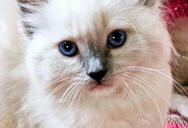 blue bicolor mitted ragdoll cat blue eyed ragdoll cat