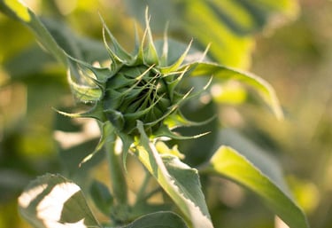 A flower preparing to bloom