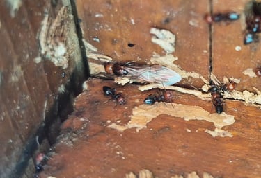 Fourmis charpentières