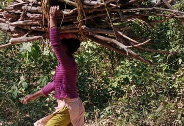 femmes ramenant le bois à la maison à Bardia
