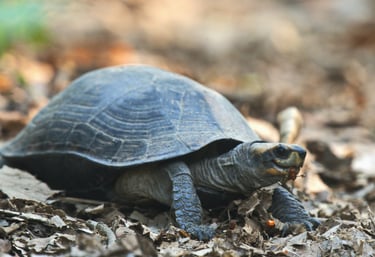 turtle in Bardiya