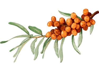 Sanddorn Argousier Sanddornbeeren