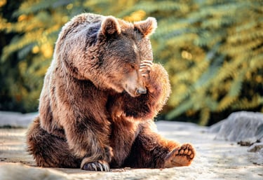 Bear