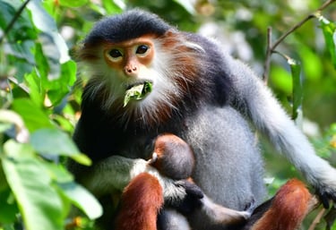 A red-shanked douc langur eating young leaf.