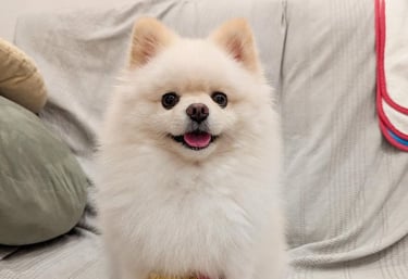 criadero pomerania argentica cachorro