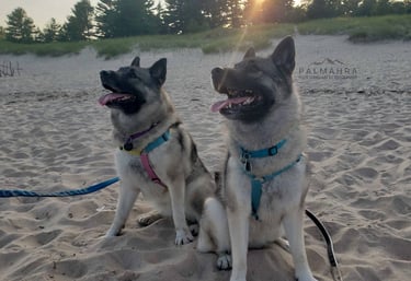 Norwegian Elkhounds on the beach at sunset