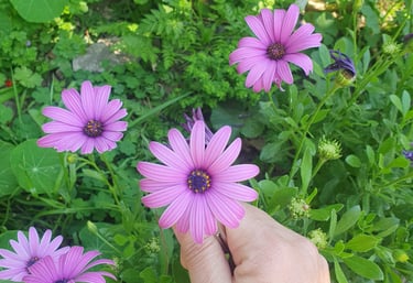a person's hand holding a flower in a field