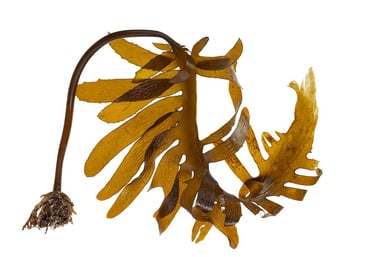 Tasmania . lutruwita Seaweeds