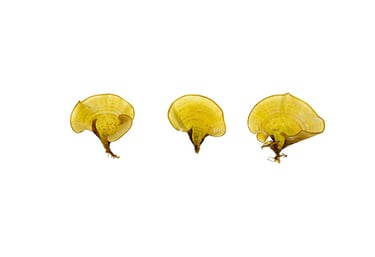 Futuna Seaweeds